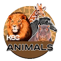 KBC-Animals